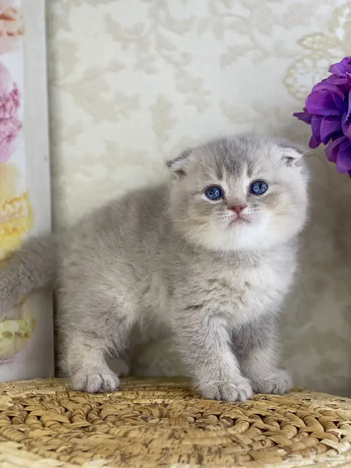 برتش سكوتش فولد كيتن قطط صغيره قطوه قطو قط catسكوتش ستريت 7