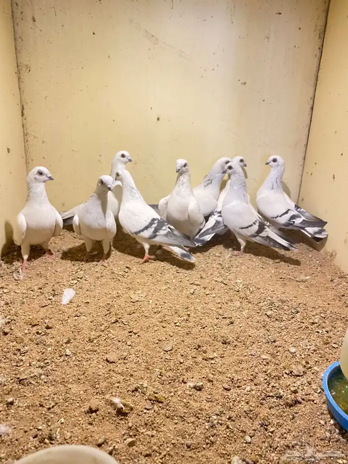 طيور 1