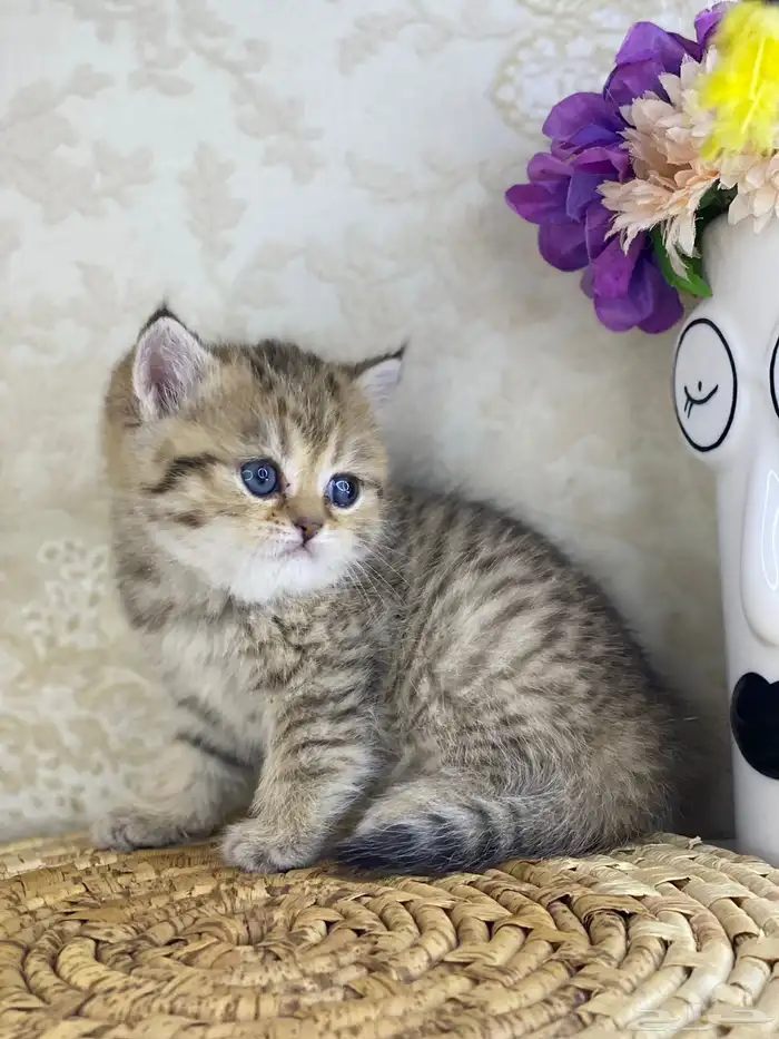 برتش سكوتش فولد كيتن قطط صغيره قطوه قطو قط catسكوتش ستريت 3