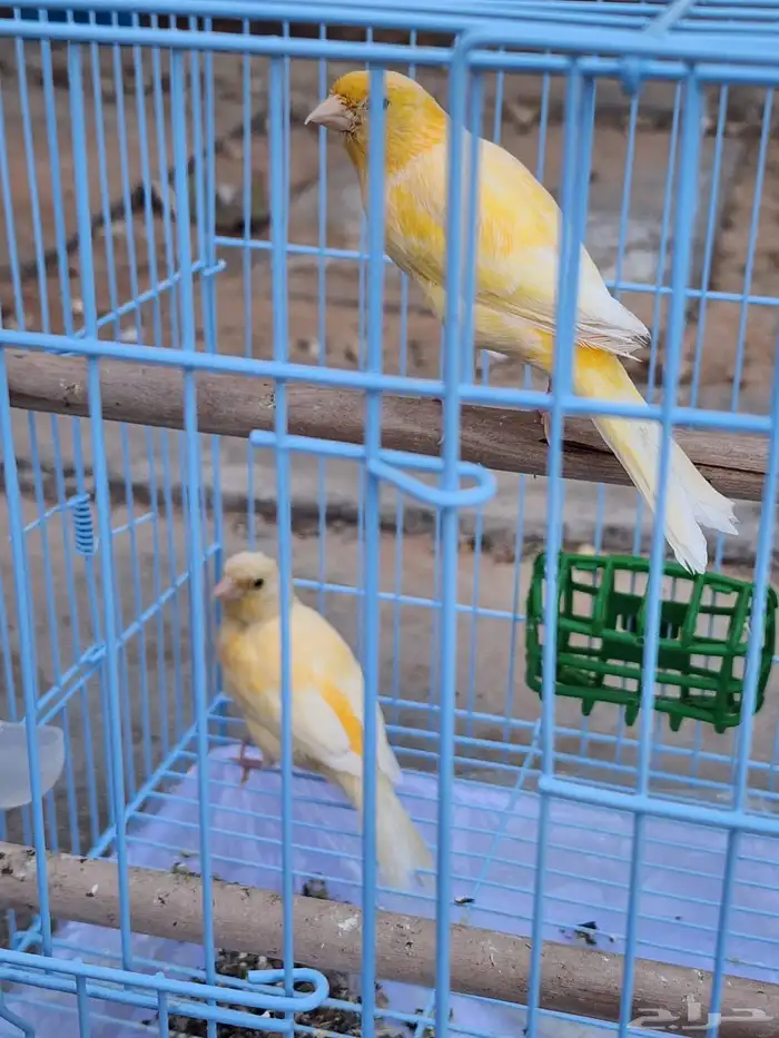 جوز كناري 4