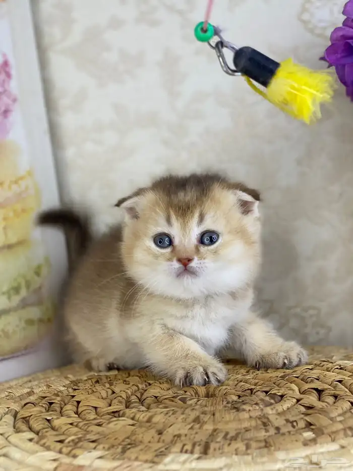 برتش سكوتش فولد كيتن قطط صغيره قطوه قطو قط catسكوتش ستريت 11