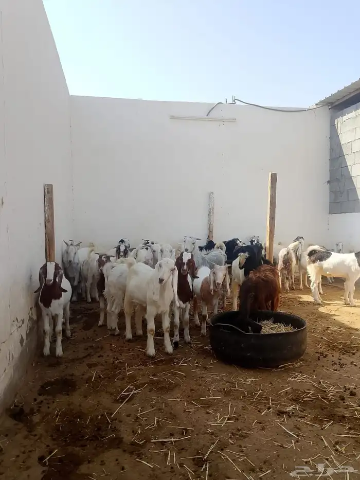 تيوس وجفار جذعان 3