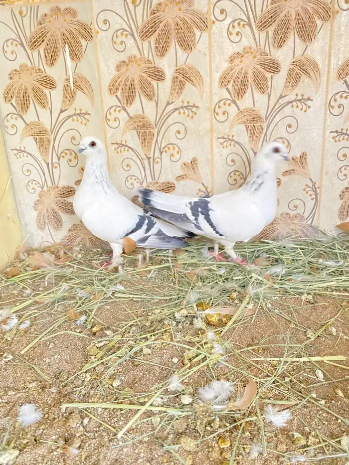 طيور 30