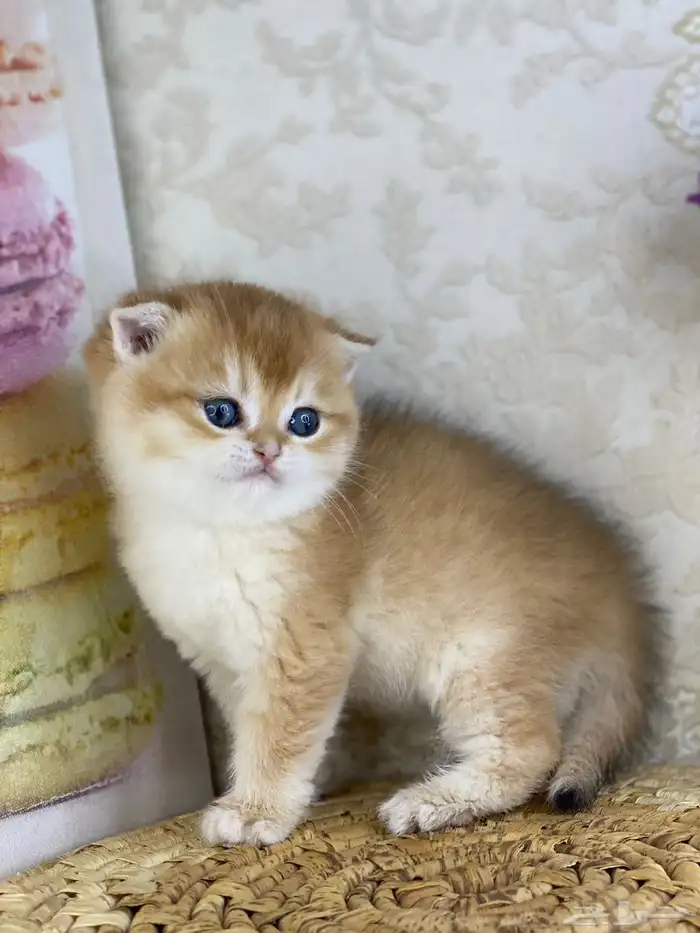 برتش سكوتش فولد كيتن قطط صغيره قطوه قطو قط catسكوتش ستريت 0