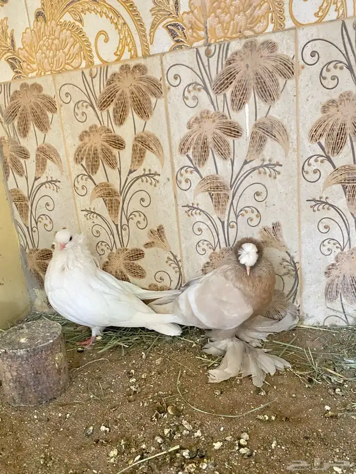 طيور 38
