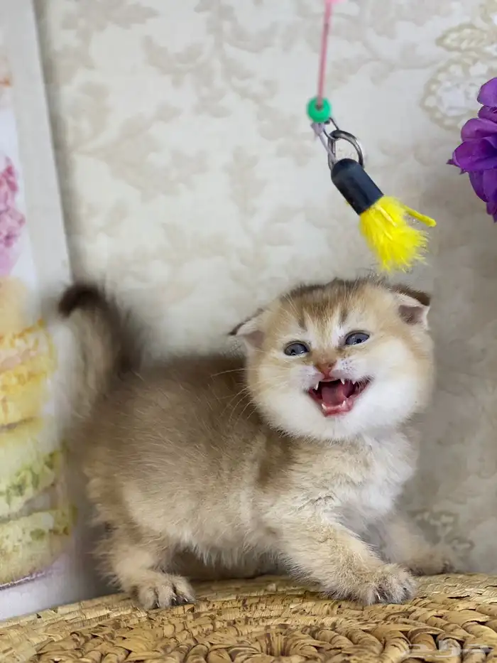 برتش سكوتش فولد كيتن قطط صغيره قطوه قطو قط catسكوتش ستريت 10
