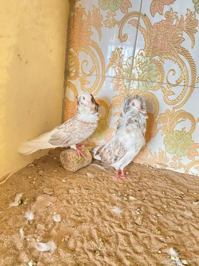 طيور 11