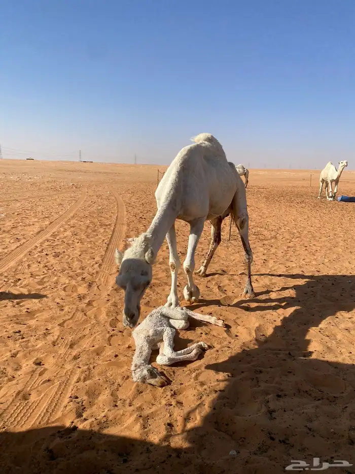 الناقه للبيع 1