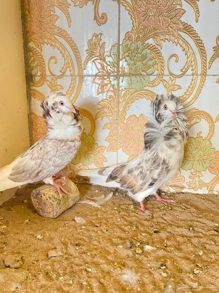 طيور 24