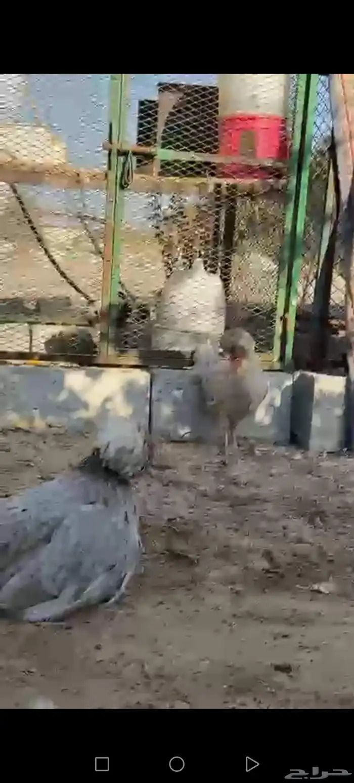 القطيف العواميه 2