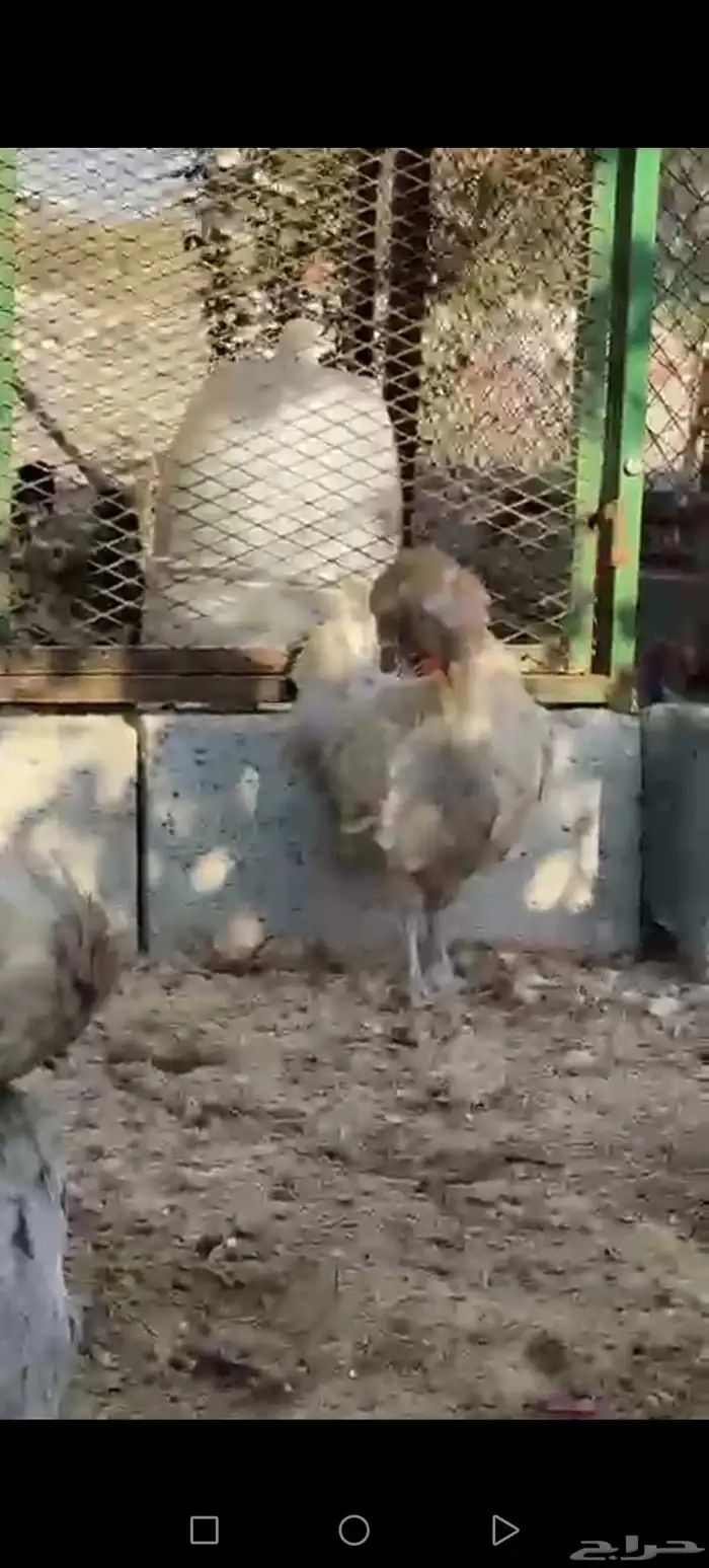 القطيف العواميه 3
