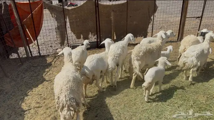 ضاان ولد حريات 6