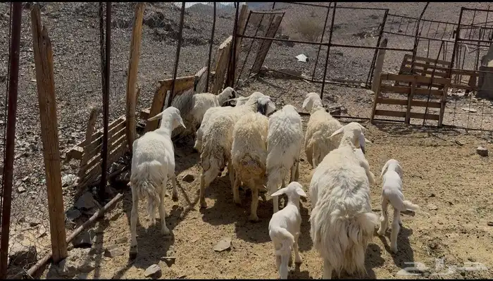 ضاان ولد حريات 4