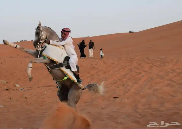 عندي حصان واهو. للبيع 9