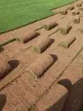 ثيل طبيعي للبيع وتوصيل وتنسيق الحدايق 9