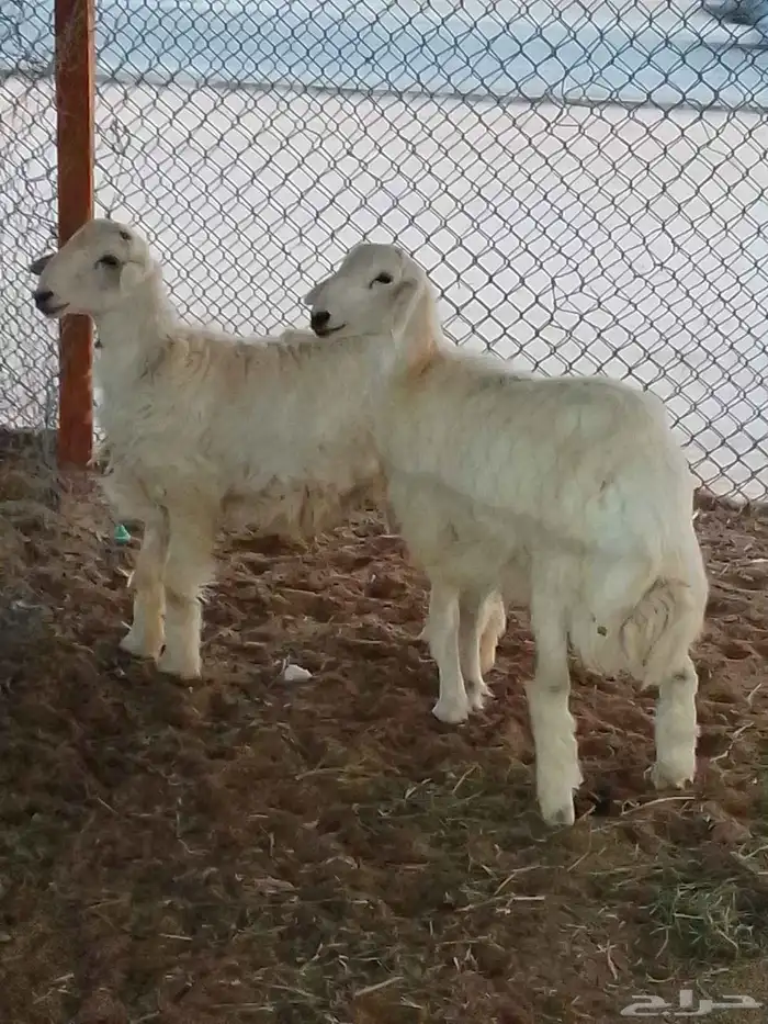 طليان حري. ذبايح جزله 0