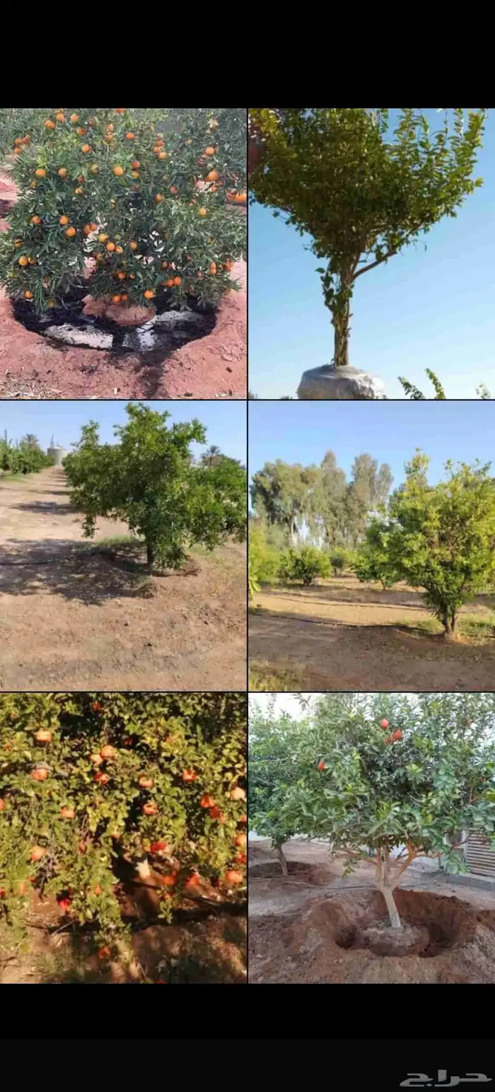 نخل عربي وزيتون 6