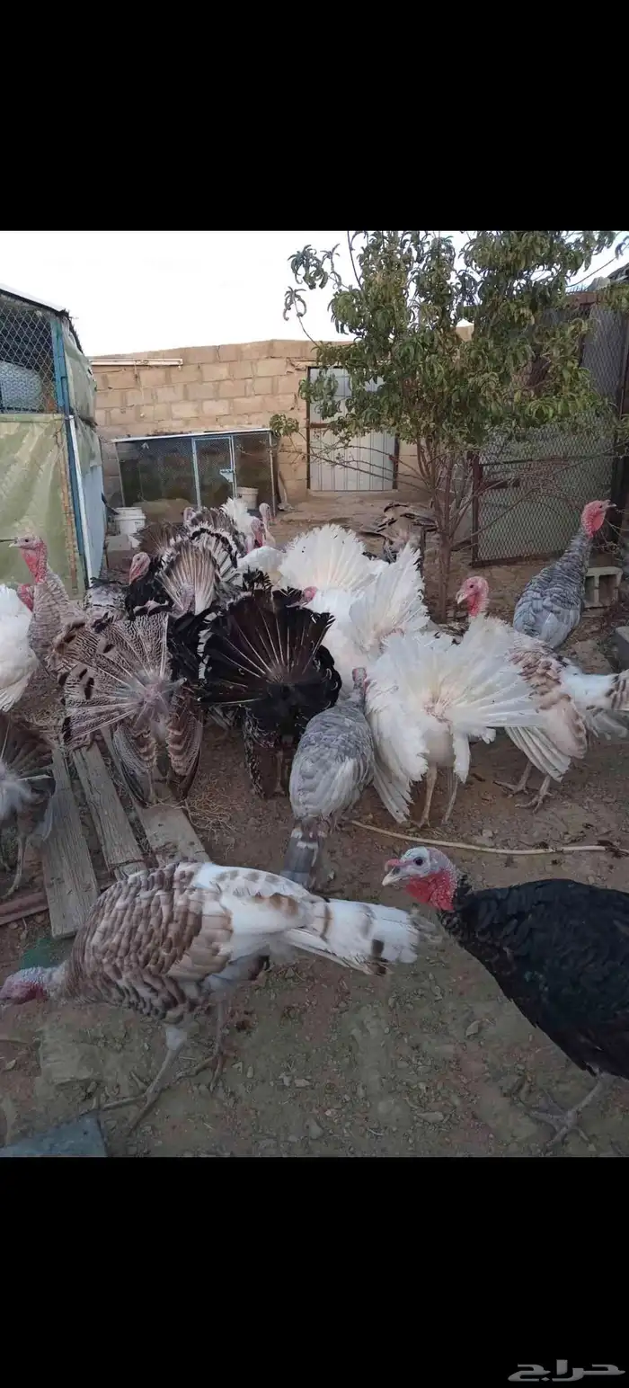 ديك رومي 1