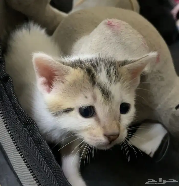 السلام عليكم لدي قطط لتبني 2