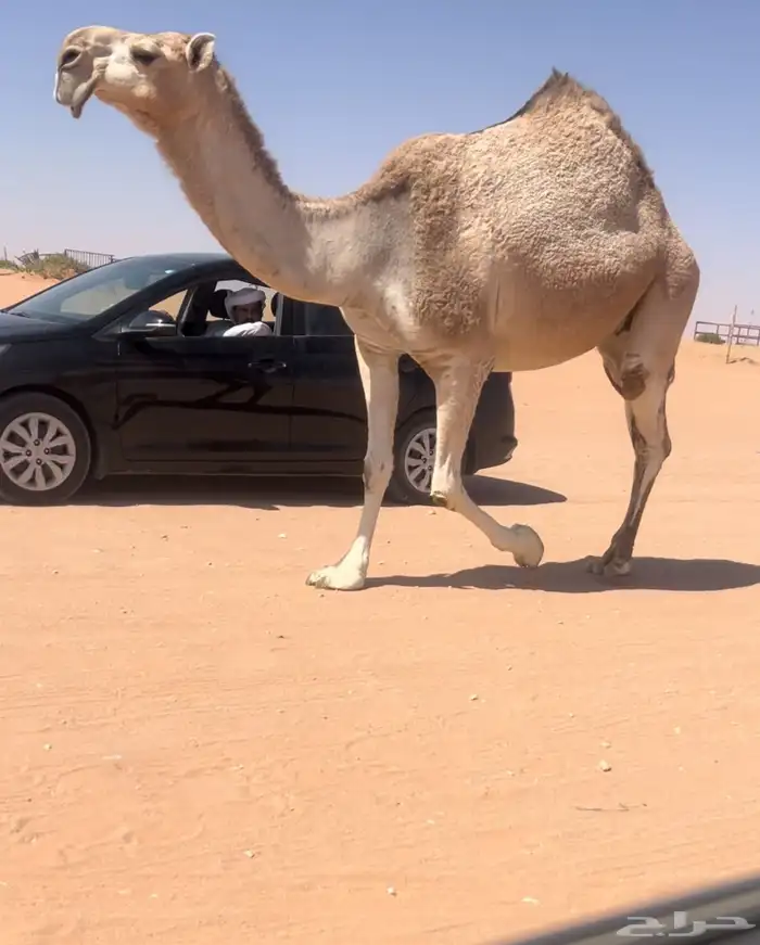 ضروبه كفو 0