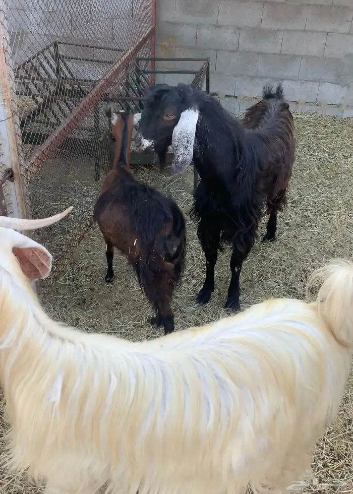 عوارض 1