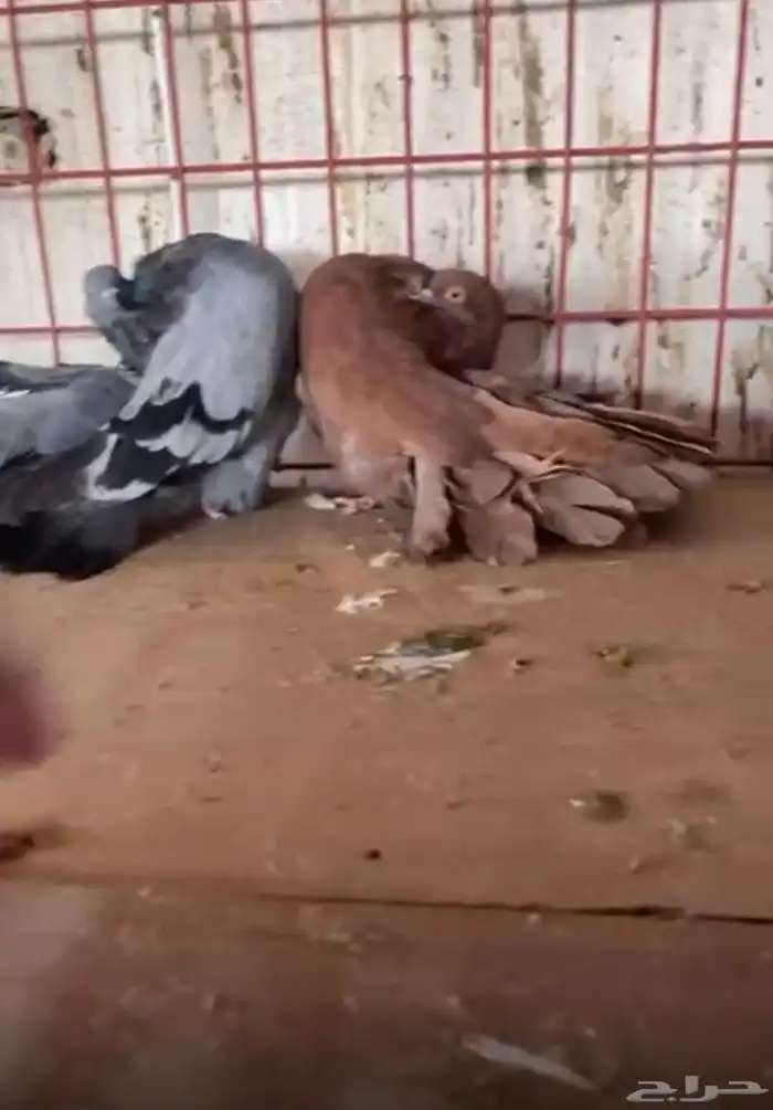 جور فانتيل هولند رقاص 0