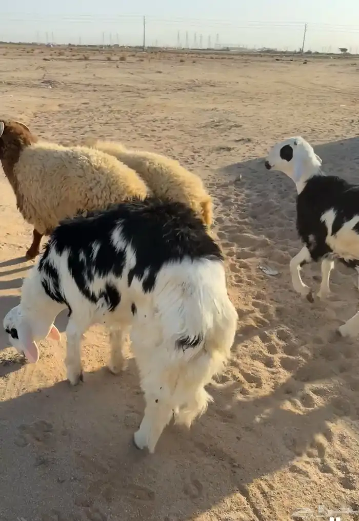 للبيع طليان جذعان 0