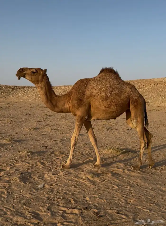 بكره حمرا للبيع لقيه 1