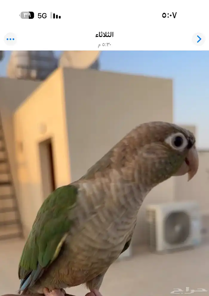 طير مفقود ممشى الهجرة ( خلف ماكدونالدز) 0