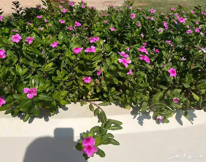 التعديل جميع أنواع النخيل والأشجار وتنسيق الحدائق الزراعية 3