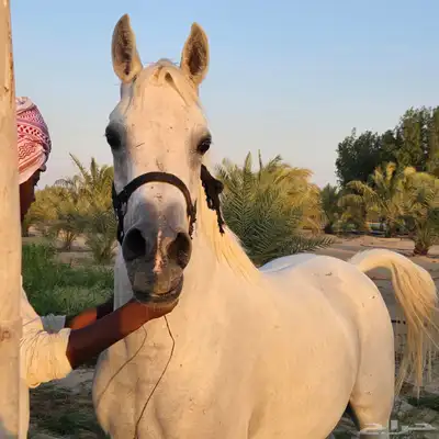 فرس مصريه بيور مسجله ب اوراق 0