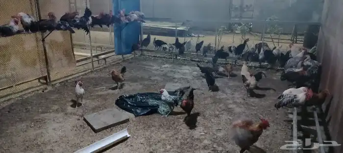 ديوك بلدي و فيومي 2
