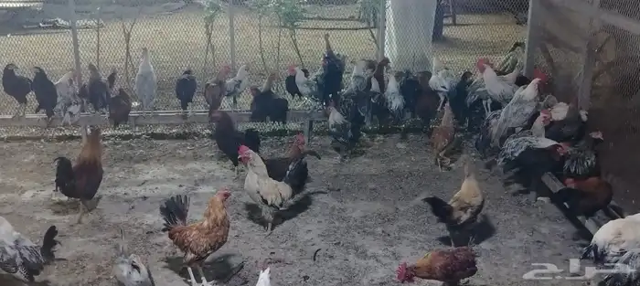 ديوك بلدي و فيومي 1