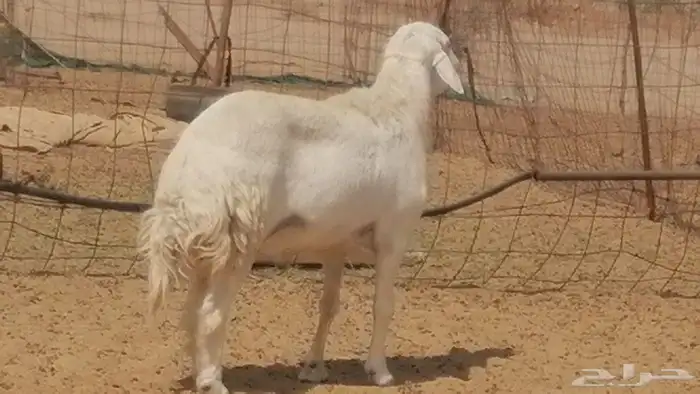 فحل حري فاخر مشروط فحل غنم وضان حريات 10