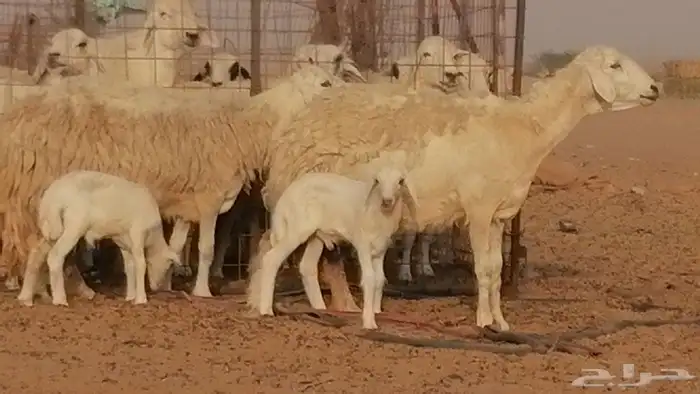غنم حريات حرش خلفات فواخر مقنوي 2 معها 2 4