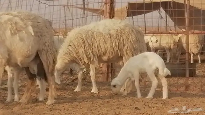 غنم حريات حرش خلفات فواخر مقنوي 2 معها 2 14
