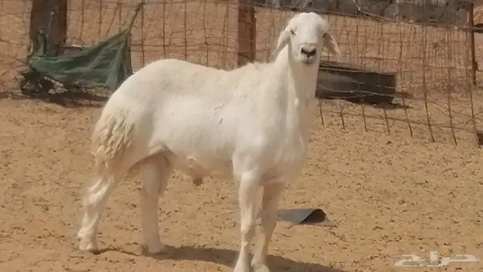 فحل حري فاخر مشروط فحل غنم وضان حريات 3