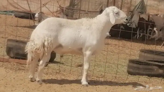 فحل حري فاخر مشروط فحل غنم وضان حريات 5