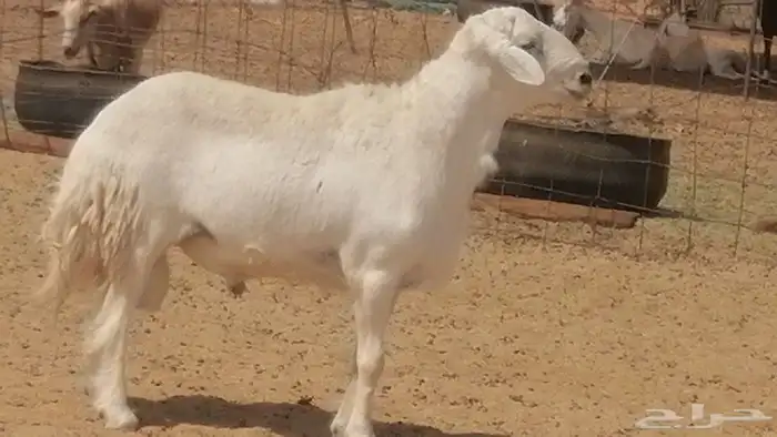 فحل حري فاخر مشروط فحل غنم وضان حريات 1