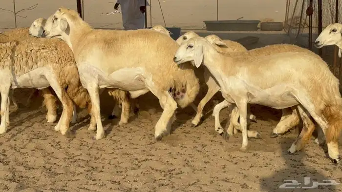 غنم حريات رخال طيبه 5