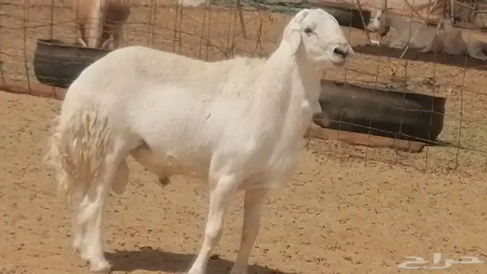فحل حري فاخر مشروط فحل غنم وضان حريات 9
