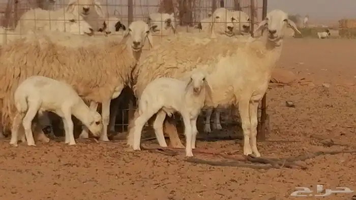 غنم حريات حرش خلفات فواخر مقنوي 2 معها 2 19