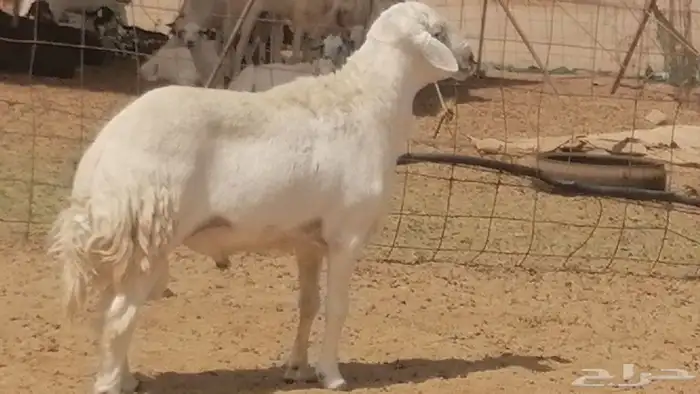 فحل حري فاخر مشروط فحل غنم وضان حريات 8
