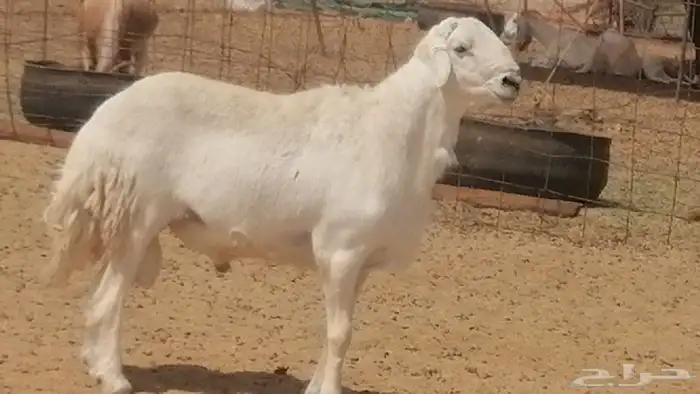 فحل حري فاخر مشروط فحل غنم وضان حريات 6