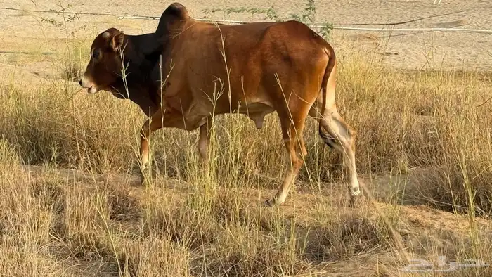 2حسلان للبيع 1