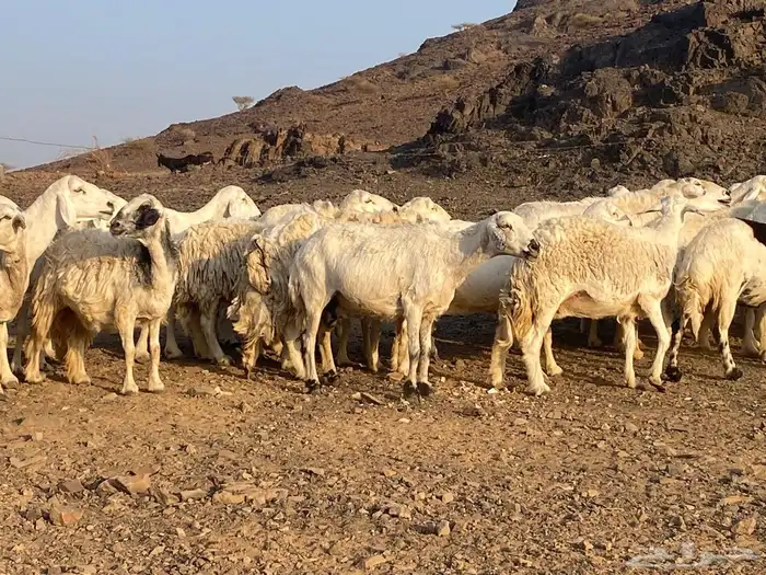 ضان حريات مراح واحد غنم مكرمه وغنم نظيفه 11