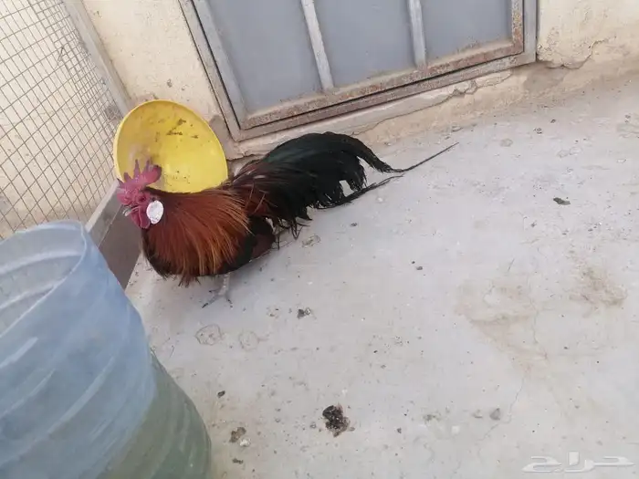 طيور 61