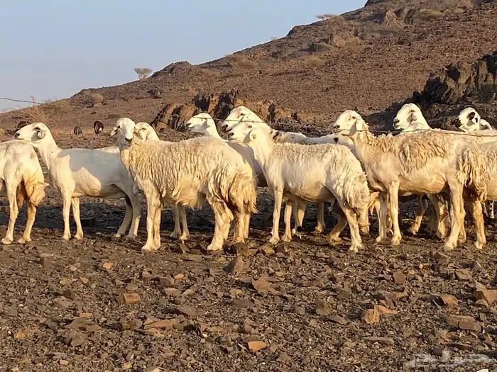 ضان حريات مراح واحد غنم مكرمه وغنم نظيفه 0
