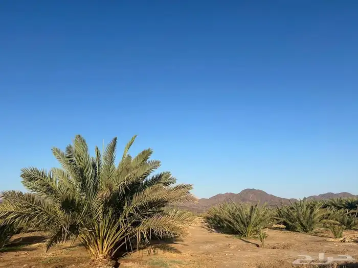 للبيع مزرعة بصك شرعي بشجوى بمنطقة المدينة المنورة 3