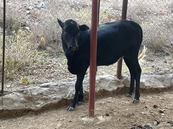 حسيلة للبيع 3